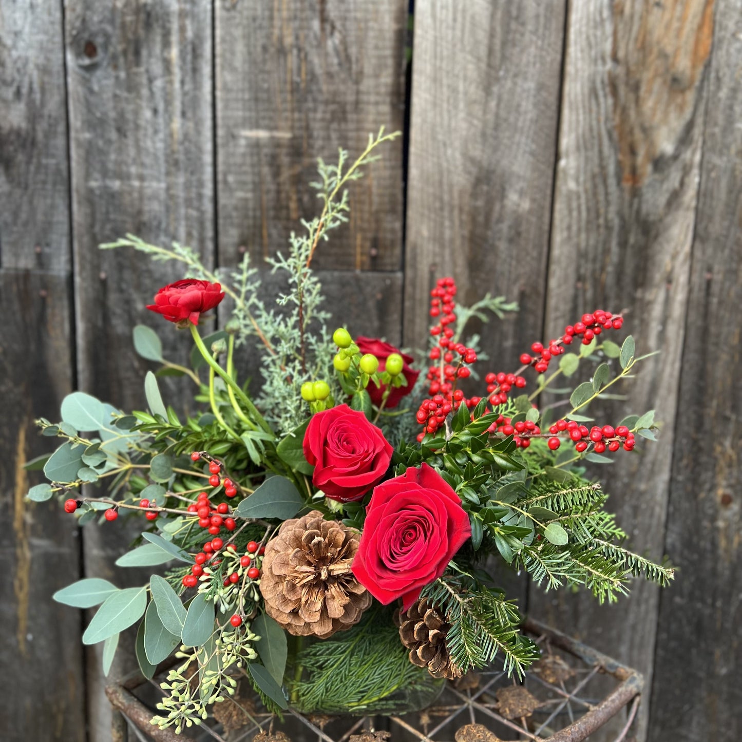 Christmas Cardinal - Standard